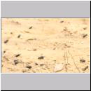 Andrena vaga - Weiden-Sandbiene -13- 04.jpg